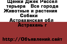 Щенки Джек Рассел терьера - Все города Животные и растения » Собаки   . Астраханская обл.,Астрахань г.